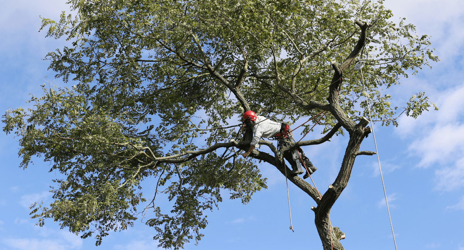 Tree Trimming